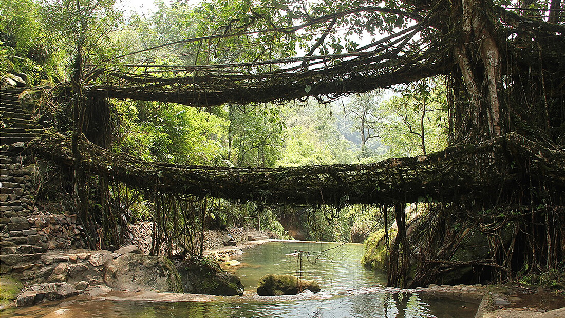 The Living Root Bridge of Learning Engagement